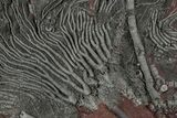 Silurian Fossil Crinoid (Scyphocrinites) Plate - Morocco #223281-1